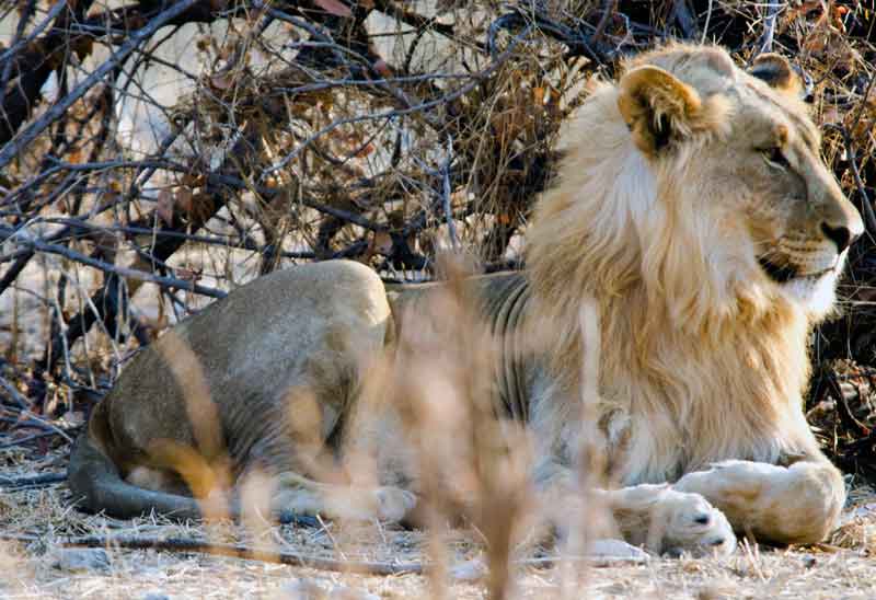 03 - Namibia - leon - parque nacional de Etosha